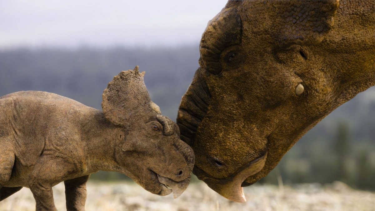 An adult Pachyrhinosaurus nuzzles a younger, smaller Pachyrhinosaurus. They look like Triceratops without horns, and have a keratin mass under their top lip