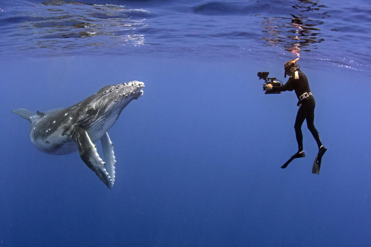 A man in a wetsuit and flippers holds a camera underwater pointing to a whale