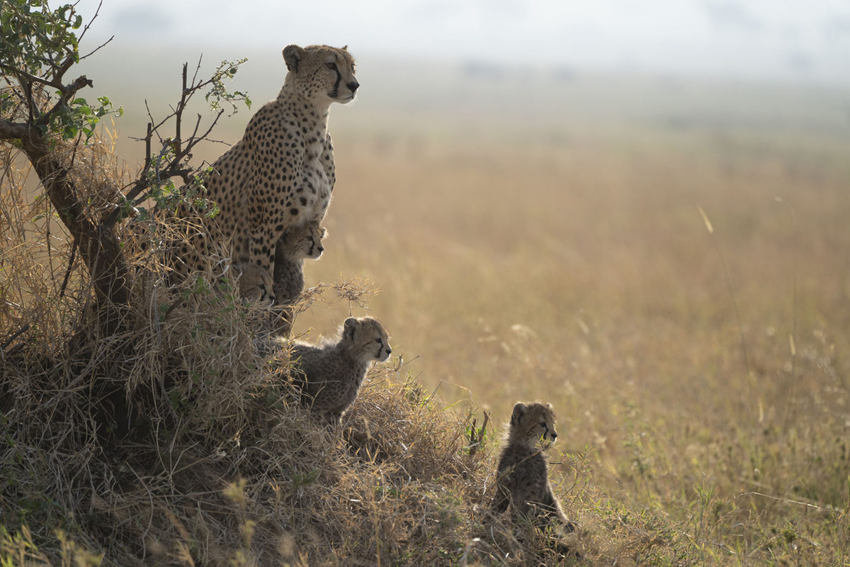 4 cheetahs stand together in a group on grassland