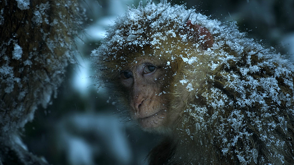 Macaque: Monkeys In The Mountains – A Dynasties Special (Credit: BBC Studios)