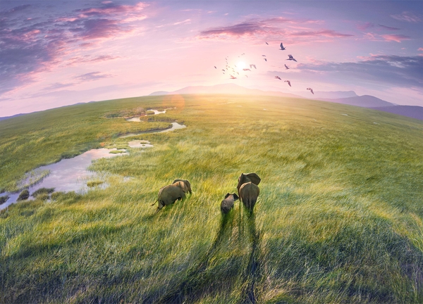 Three grey elephants walk along green grass towards a pink sunset