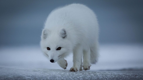 An Arctic Fox (Credit: BBC Pictures)