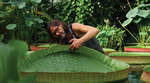 A man lifts up an enormous lily pad to look underneath