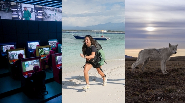 A collage of three pictures: Squid Game soldiers watch the contestants on a vast array of screens, Betty races across a beach and an Arctic wolf stands still on Ellesmere Island