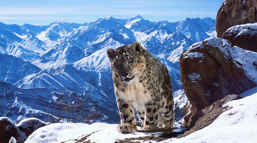 A still of an endangered snow leopard taken from Planet Earth II (Credit: BBC/David Willis)