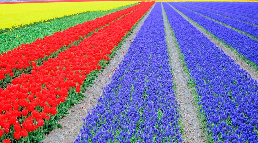Amsterdam tulips
