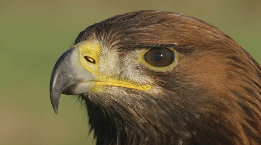golden eagle - copyright albert