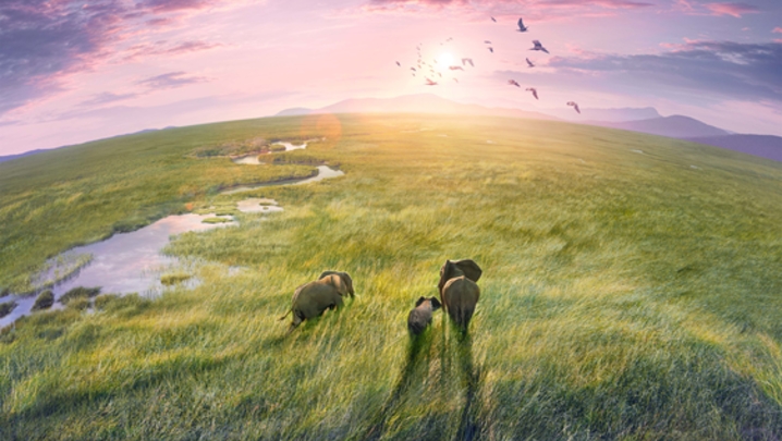 Three grey elephants walk along green grass towards a pink sunset