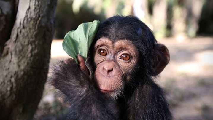 Baby Chimp Rescue (credit: BBC)