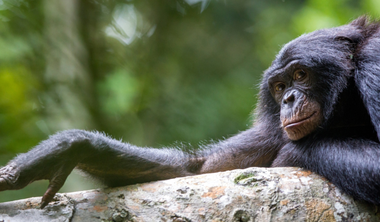 A bonobo in the Congo jungle