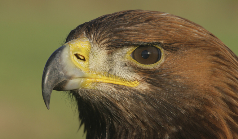 golden eagle - copyright albert