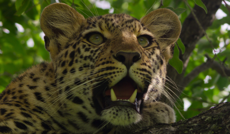 Living With Leopards